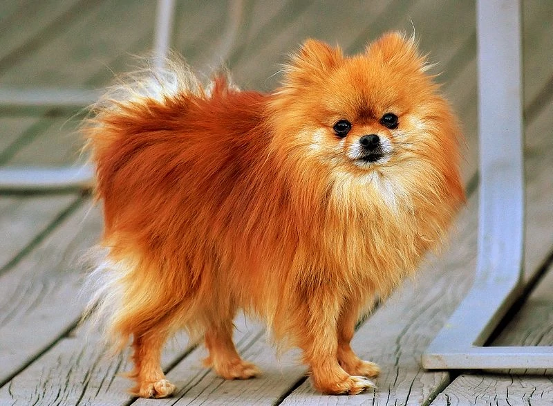perro con pelaje color rojo