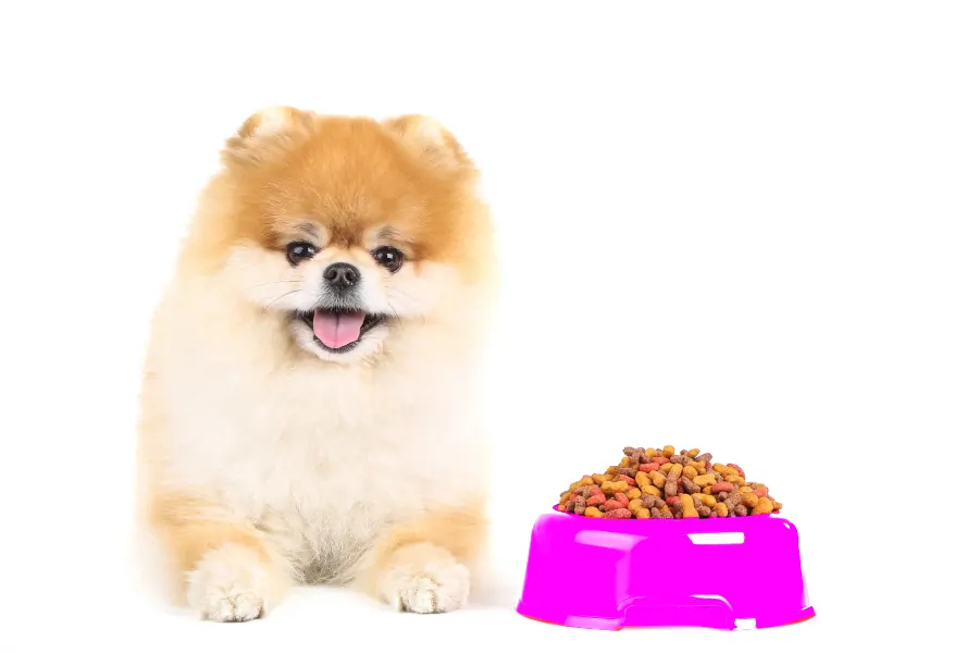 alimentos prohibidos para los perros Pomerania