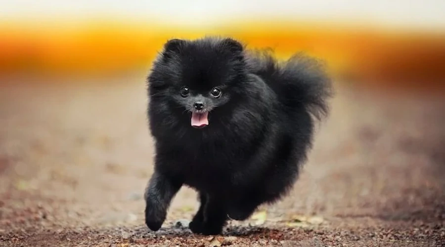 un Pomeranian black corriendo por el campo