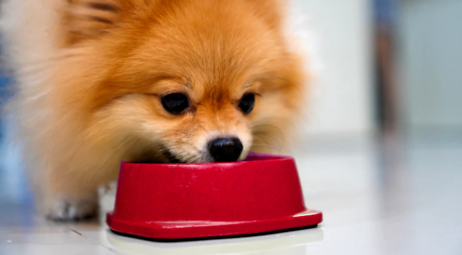realizar comida casera para tu perro