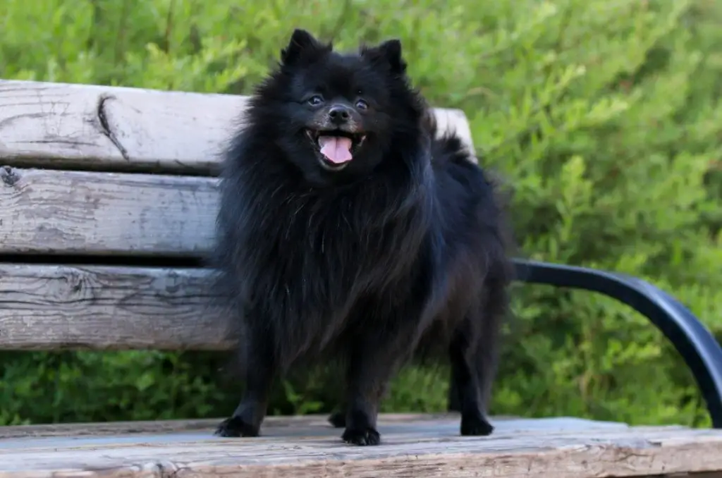 perro Pomerania negro en el parque