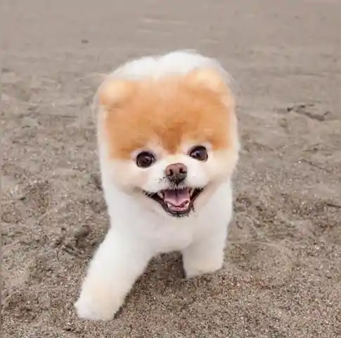 día de playa de un perrito mini