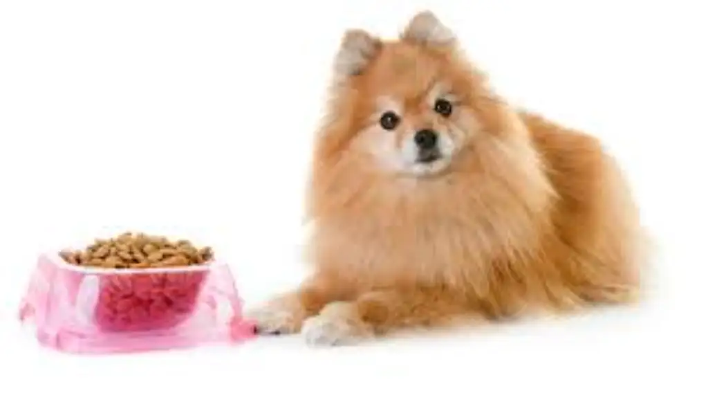 comida para perros Pomerania