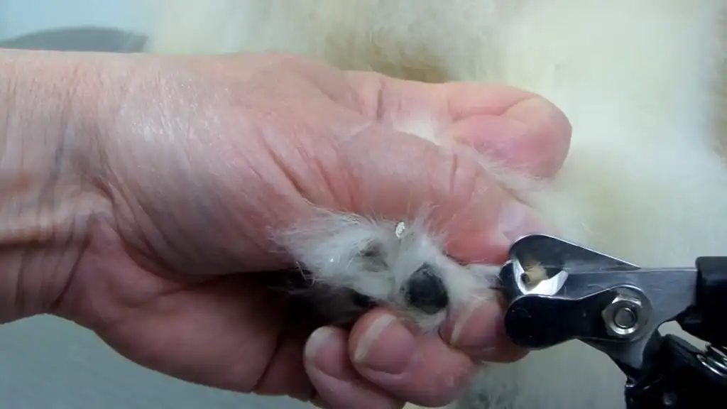 Cómo cortar las uñas de un Pomerania