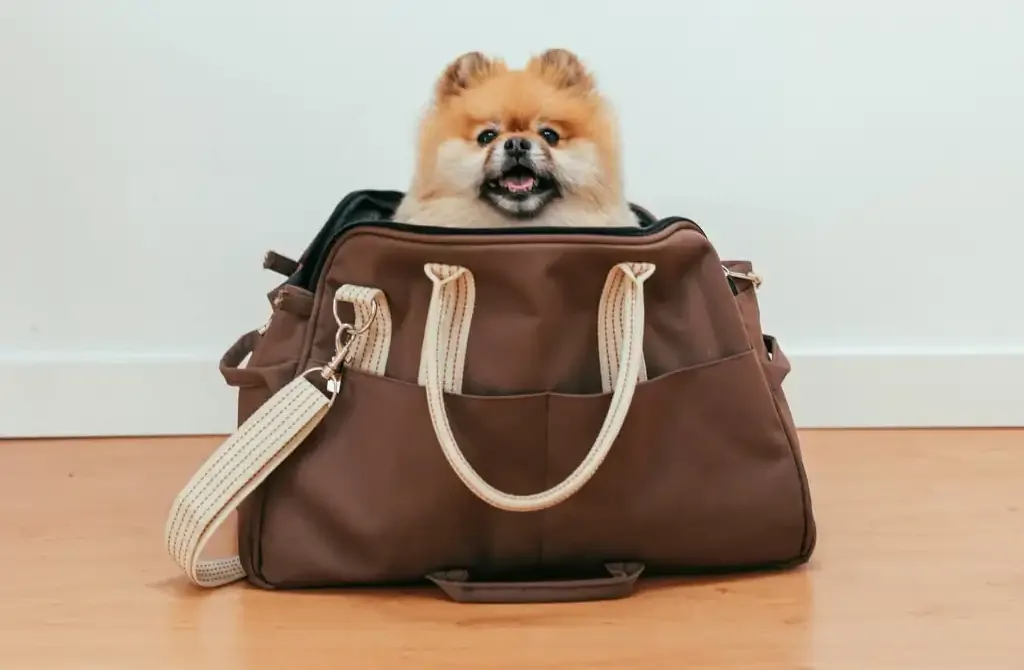 bolsos de lujo para perro pequeño
