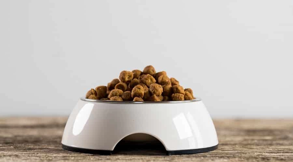 ración de comida para un perro toy