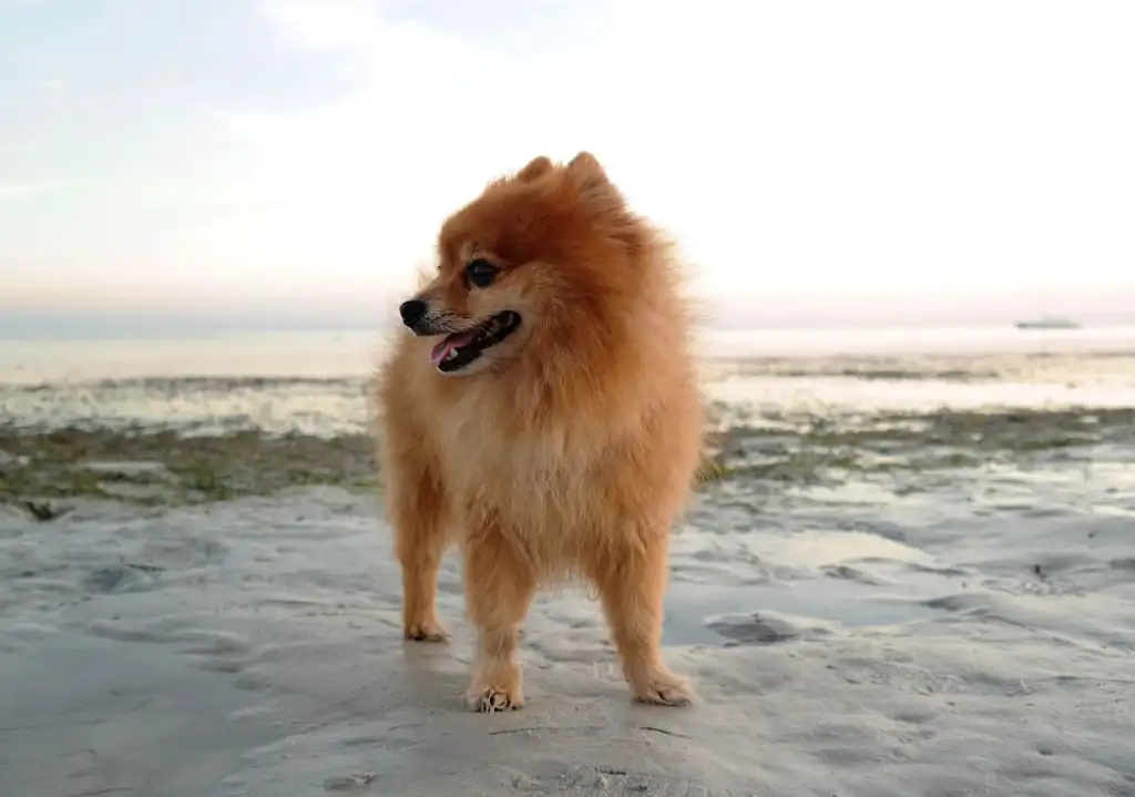 Perro alerta por sonido