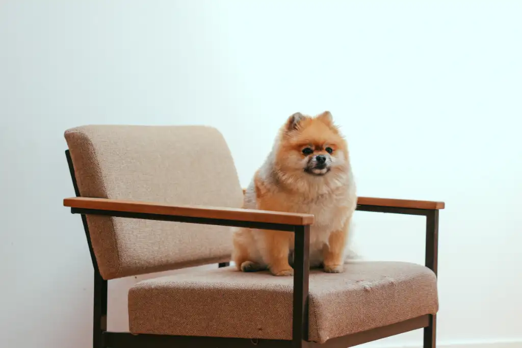 la soledad de un perro en casa