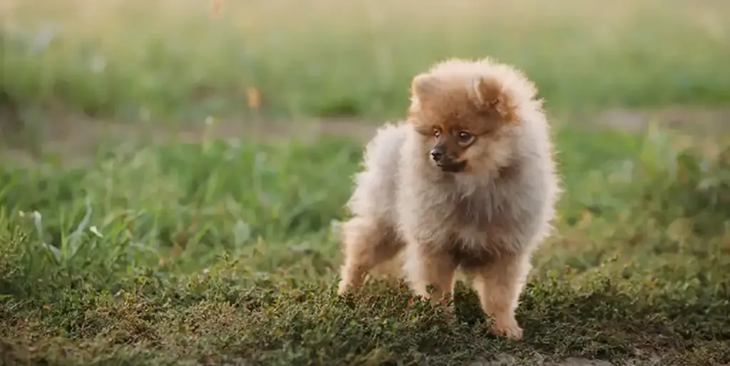 Entrena a tu Pomerania para hacer pipí en el lugar correcto y evita accidentes en casa