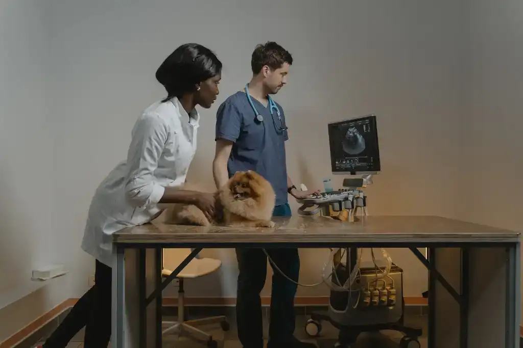 Veterinario examinando a un Pomerania que no quiere comer