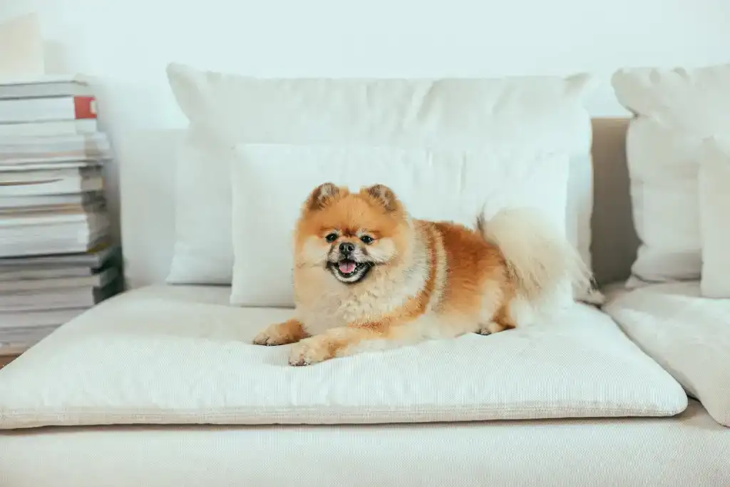 Pomerania con sobrepeso descansando en el sofá