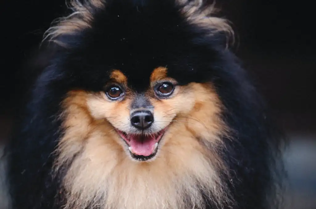 Pomerania nervioso por ruidos