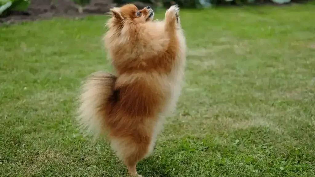 Aprende cómo enseñar a tu Pomerania a hacer pipí en un lugar específico