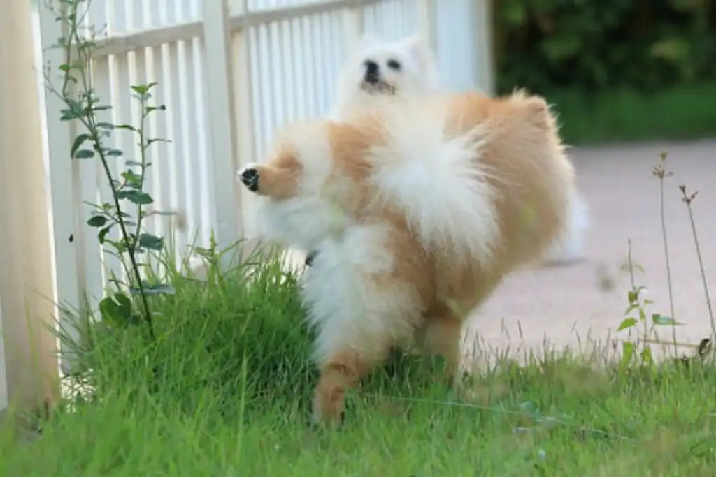 Haz que el entrenamiento de hacer pipí sea fácil con nuestros consejos para tu Pomerania