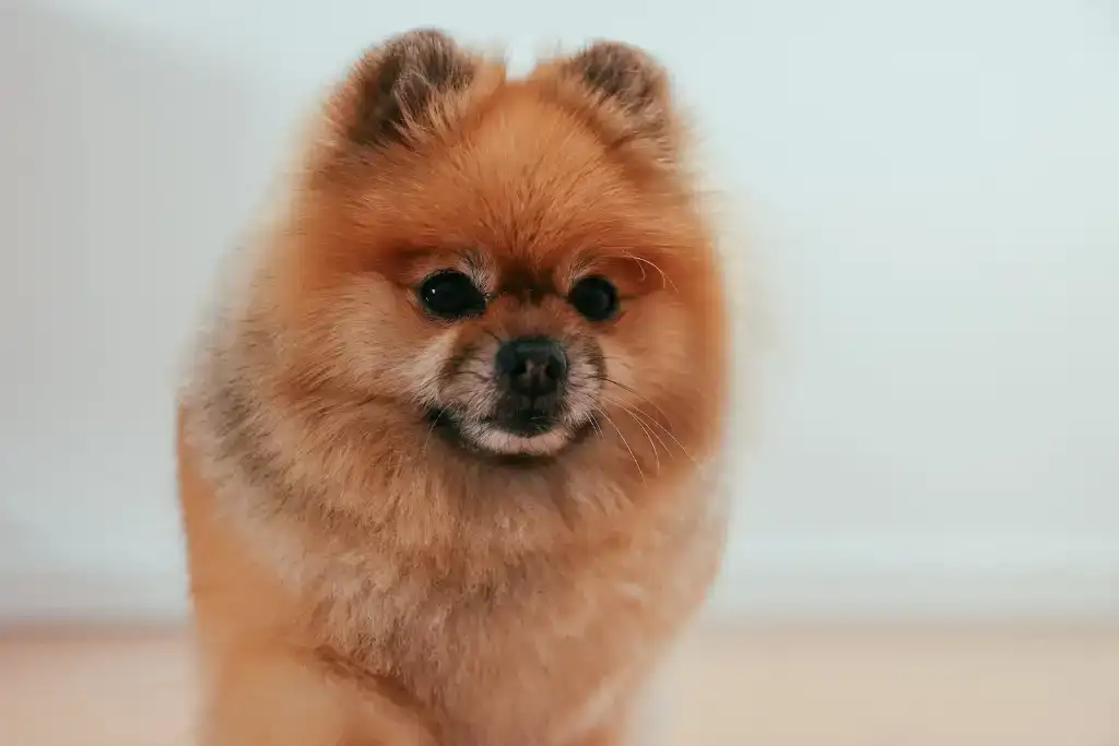 perros con falta de apetito
