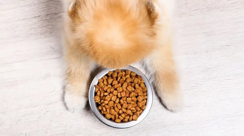 Pomerania cachorro comiendo