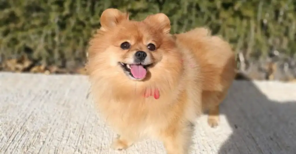 Perro temeroso con fuegos artificiales