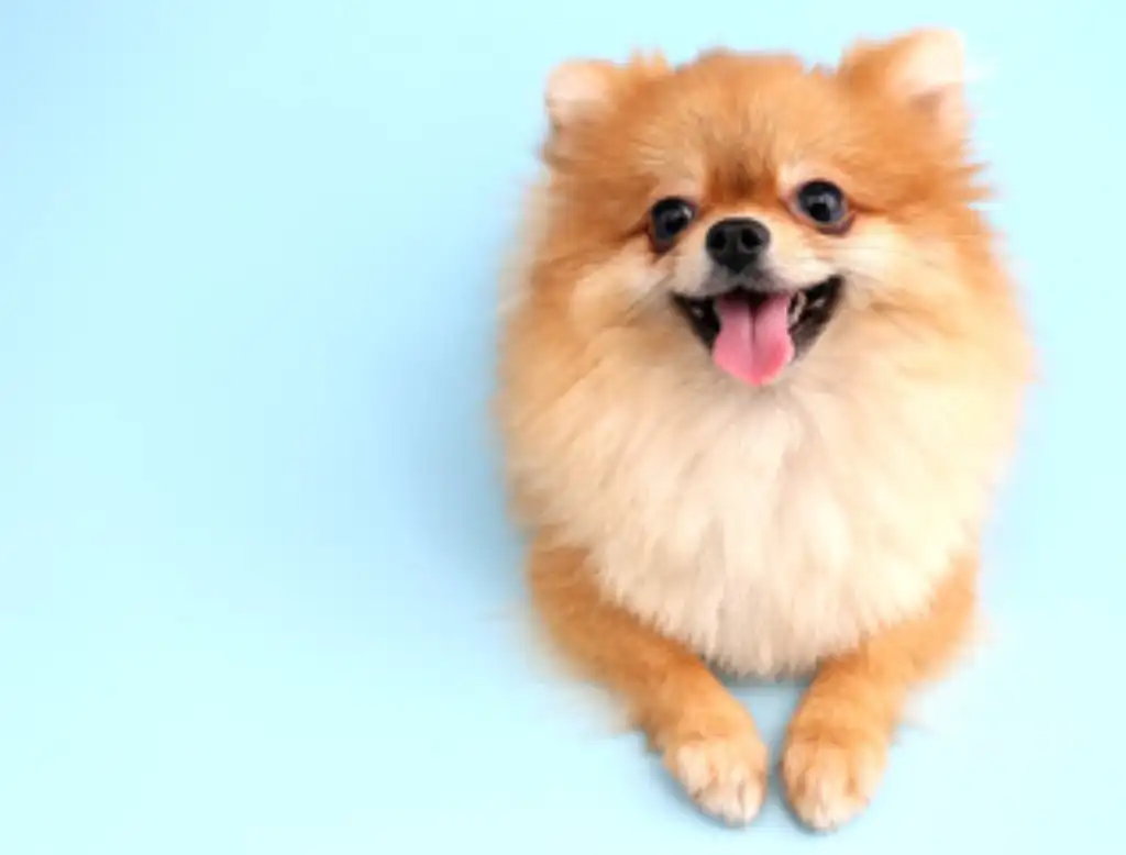 causas de la ansiedad de un Pomerania cuando está solo