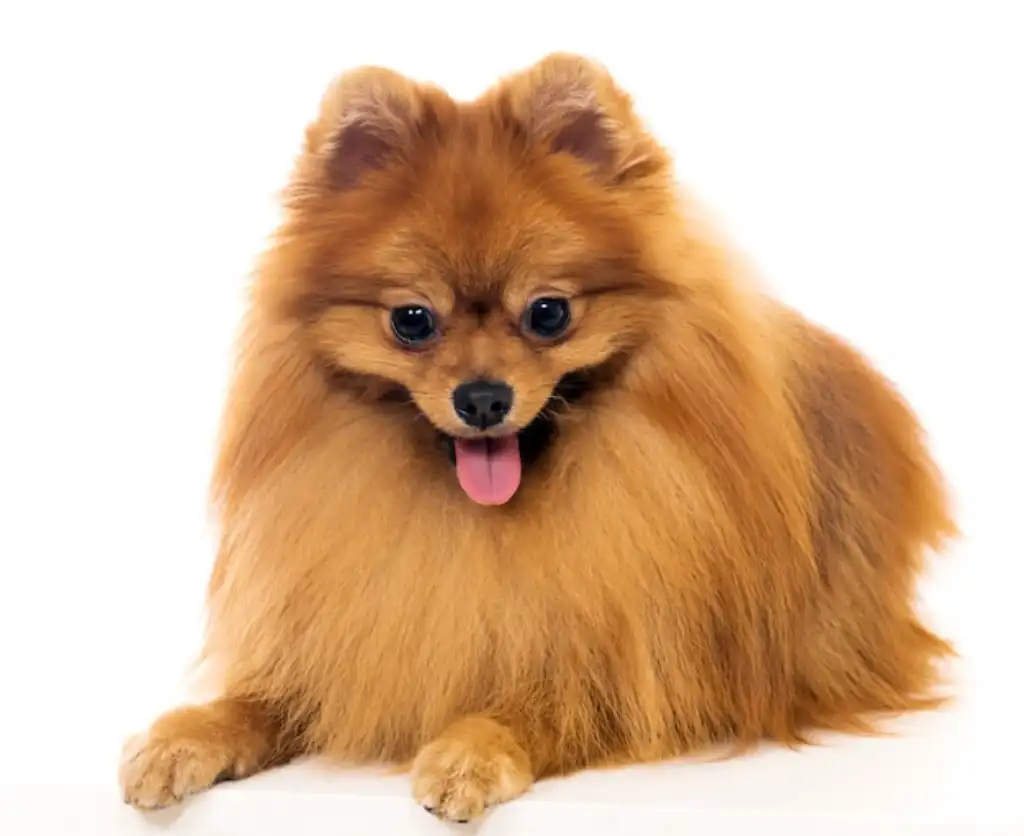 ansiedad por separación del Pomerania