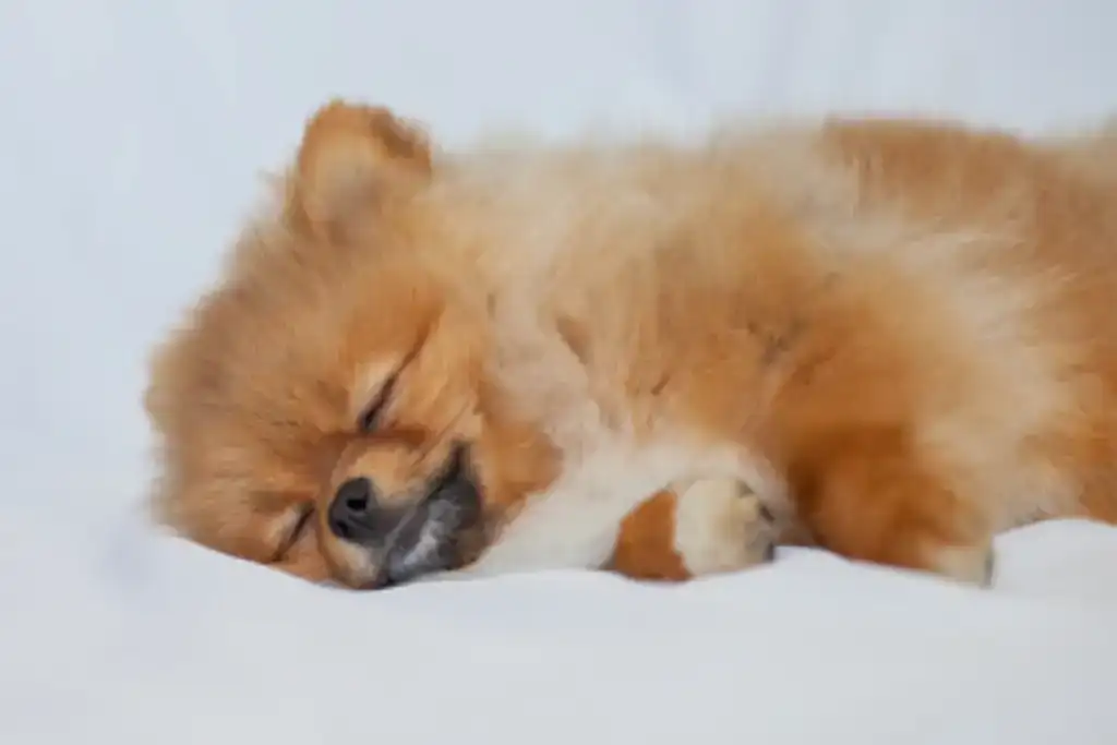 Pomerania inapetente descansando