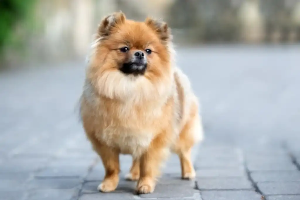 tu Pomerania tiene miedo a los ruidos por tormenta