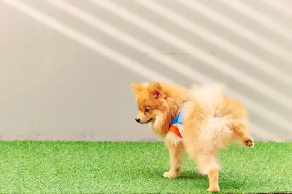Sigue nuestro método de entrenamiento de hacer pipí y convierte a tu Pomerania en un perro bien educado
