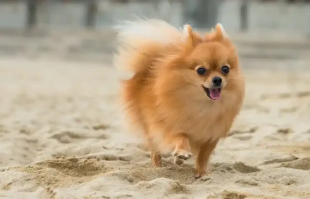 Pomerania con miedo a los ruidos fuertes