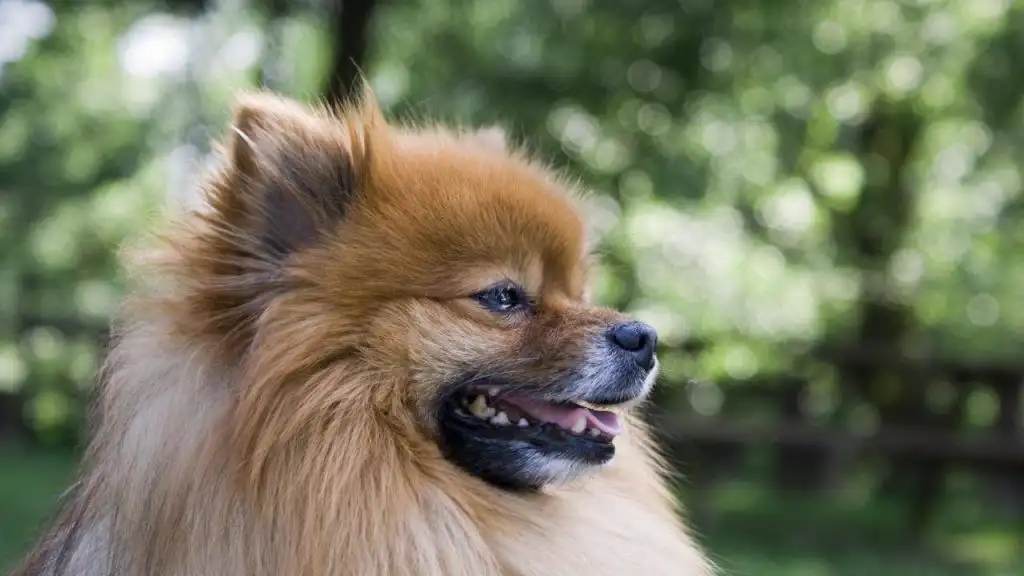 Pomerania tiene miedo a los ruidos