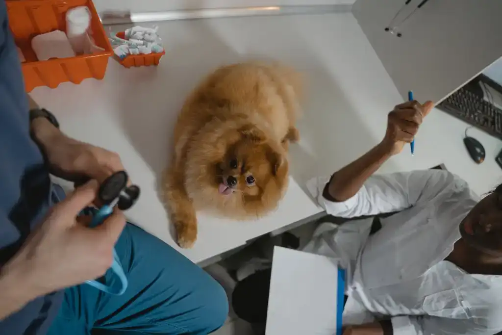 veterinario explorando un perro