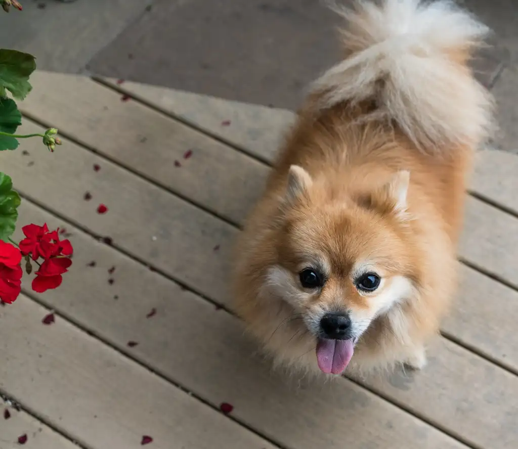 ejercicio con tu Pomerania en el hogar