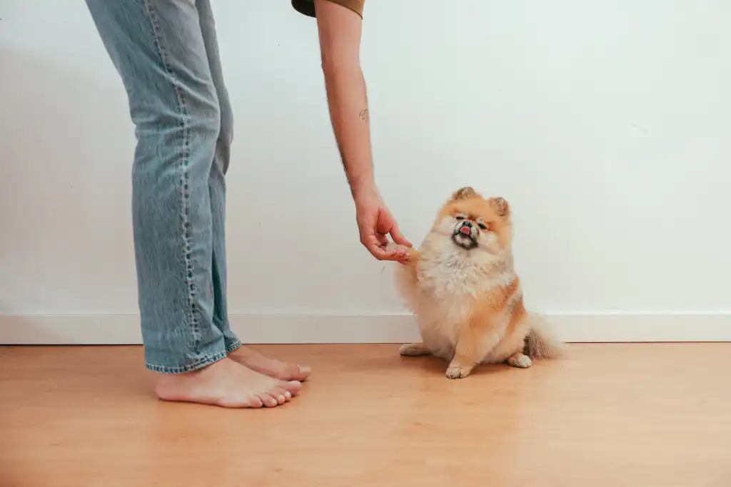 problemas de equilibrio de un perro