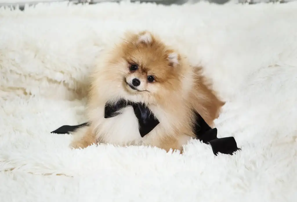 diviértete con tu Pomerania y practica ejercicio dentro de tu casa