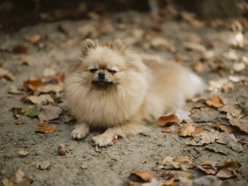 caídas sin motivo de un perro Pomerania