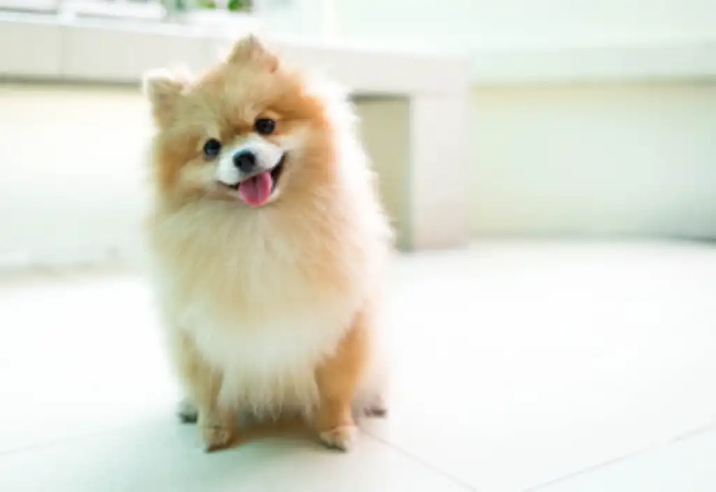 Pomerania se cae sin razón