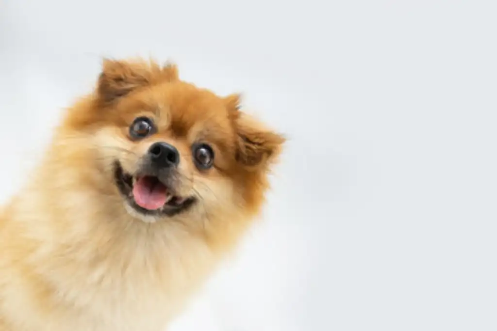 perro Pomerania se cae sin razón aparente