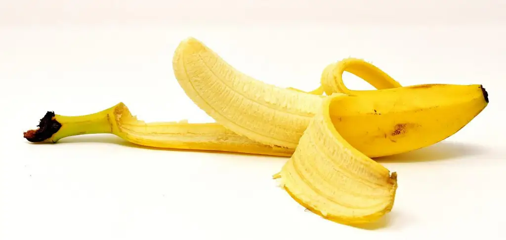 el plátano es ideal para la raza pomerania