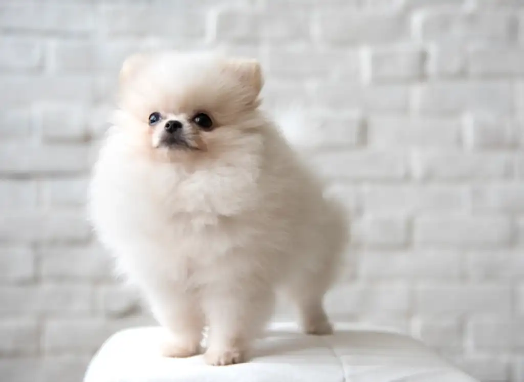 mi Pomerania se cae con frecuencia