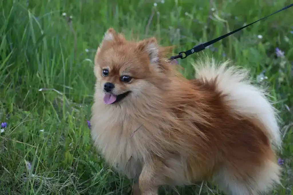 entrenar a tu perro Pomerania para pasear sin tirar de la correa trucos y consejos
