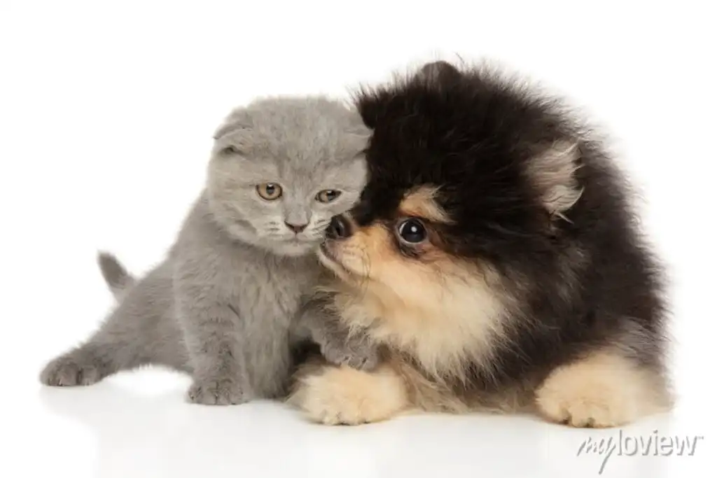Pomerania con gatito